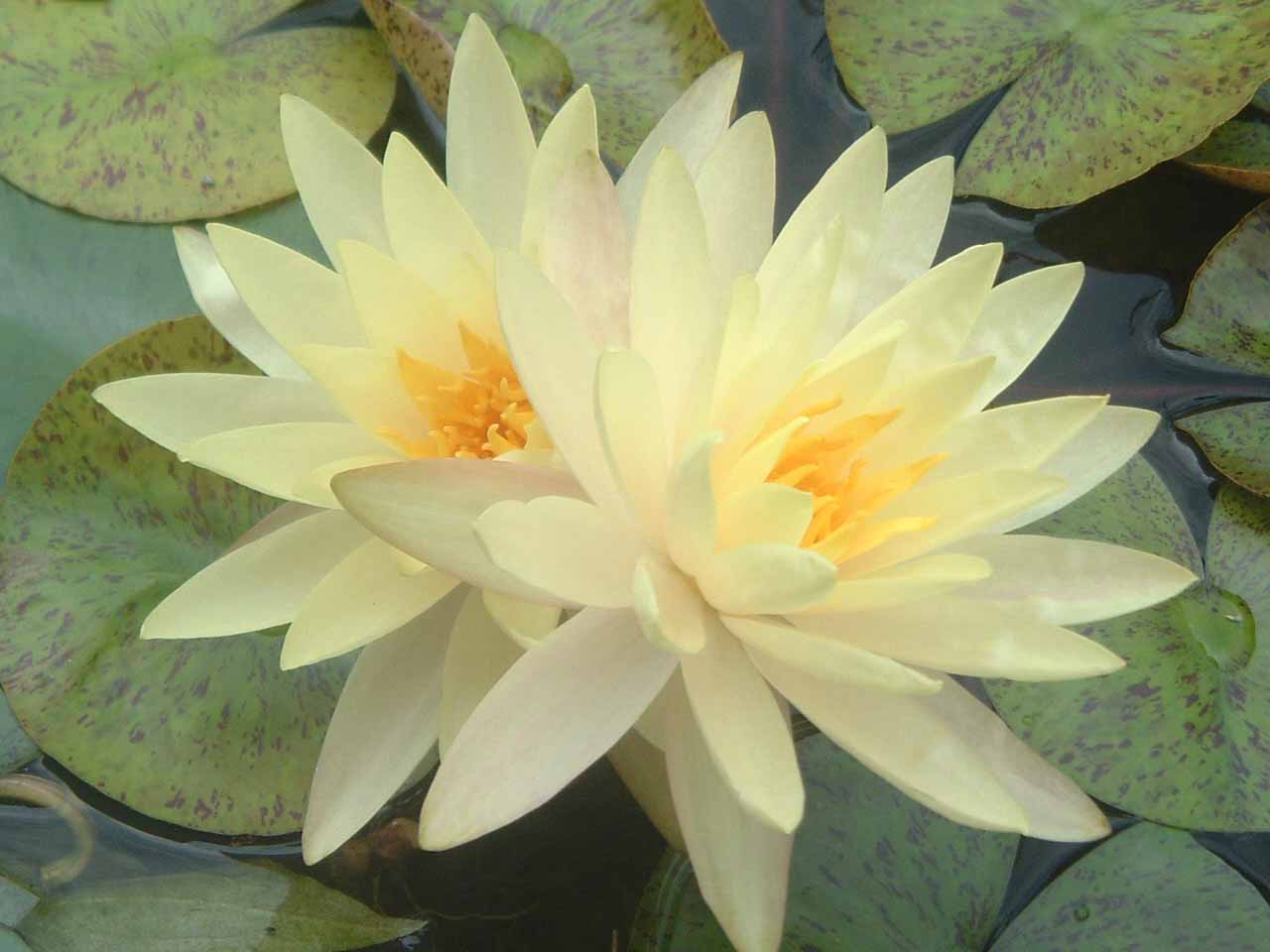 Photo Water Lilies